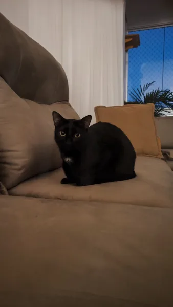 Segundo gato dos noivos